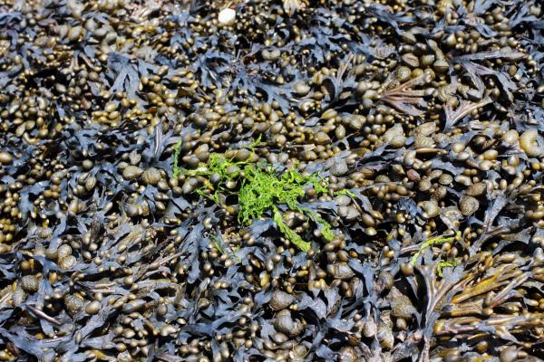 algal bio