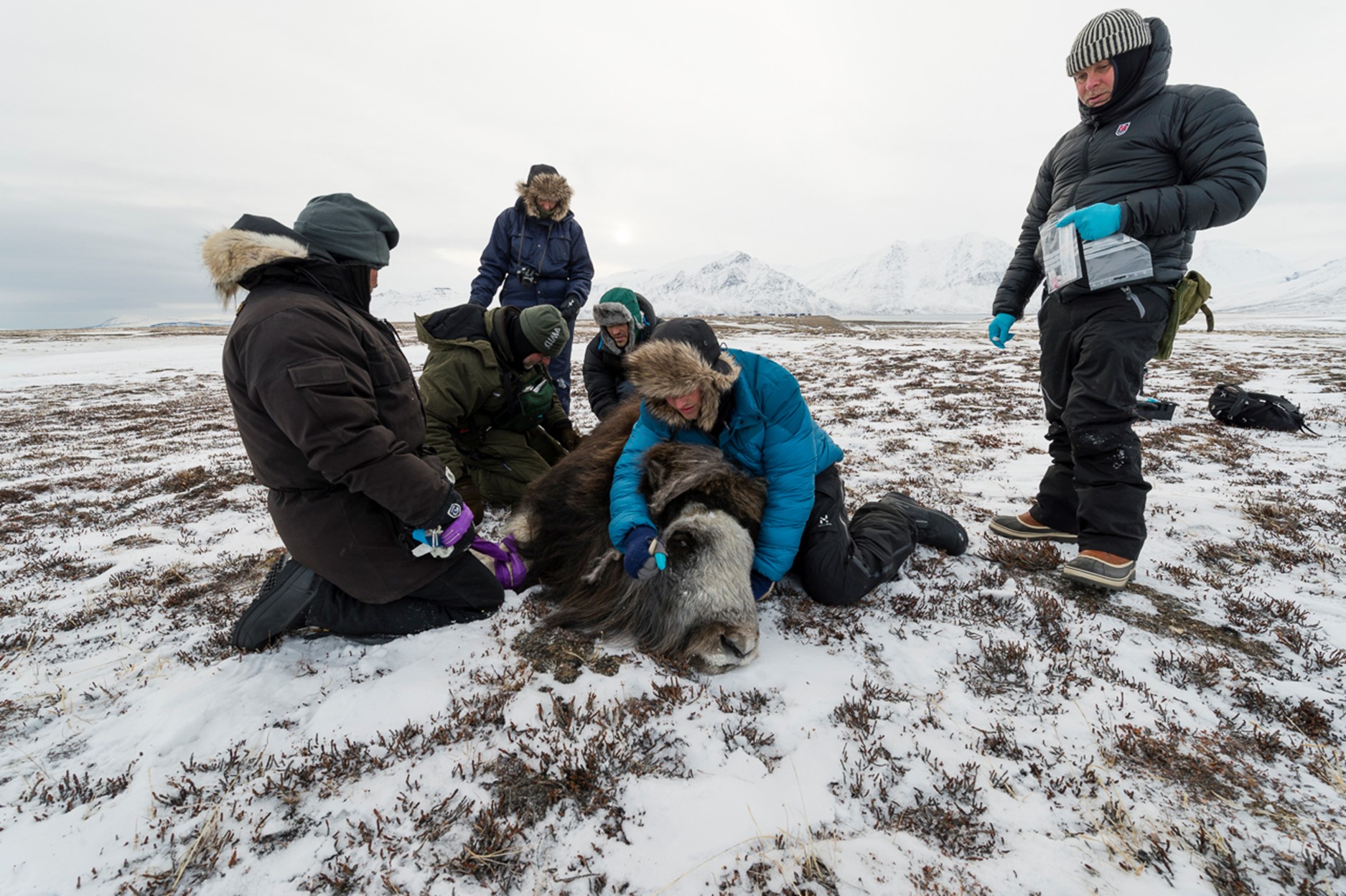 Sampling DNA of a Musk ox