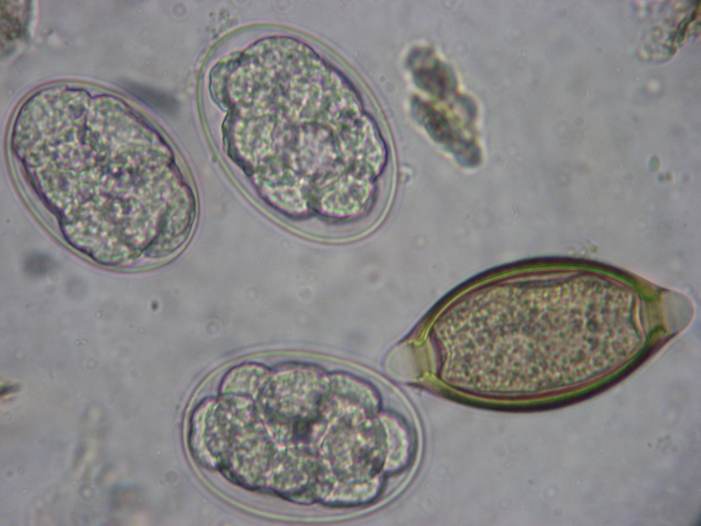 trichuris parasite worms