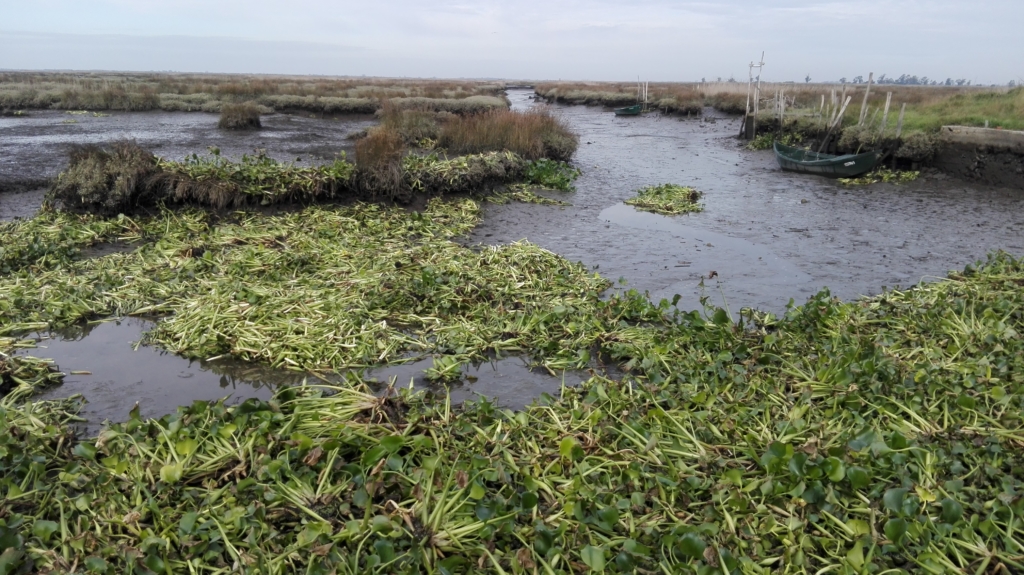 Alien-CSI COST Action