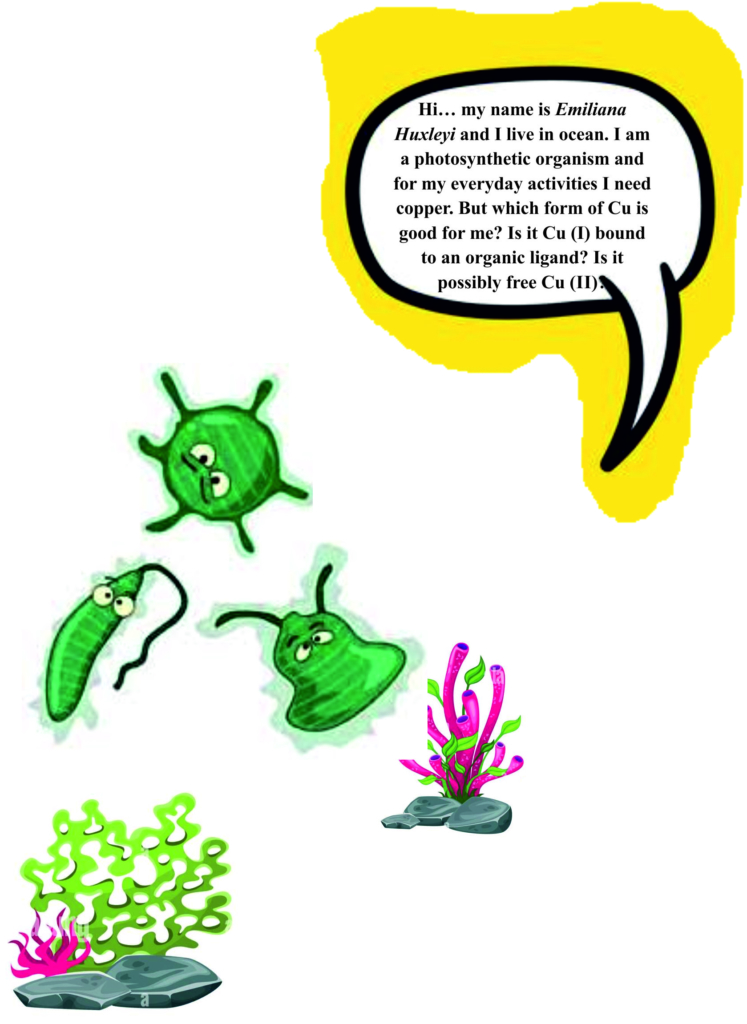 Illustration of 3 green blobs on the ocean floor. In a speach bubble coming from one of them "Hi... my name is Emiliana Hyxleyi and I live in ocean. I am a photosynthetic organism and for my every days activities I need copper. But which form of Cu is good for me? Is it Cu (1) boung to an organic ligand? Is it possibly free CU (II)?