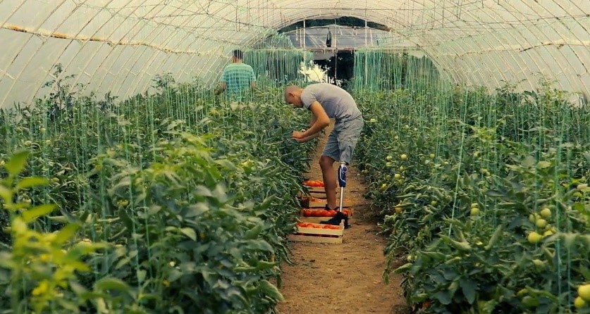 Photo of a man with a prosthetic leg in a greenhouse picking tomatoes from rows of tomato plants. 