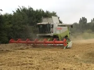 Green and red combine harvester in action in a wheat field