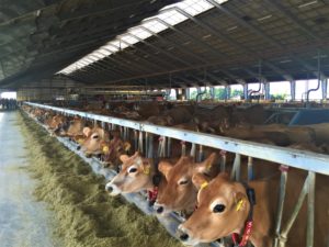 Photo of a row of cows in a barn