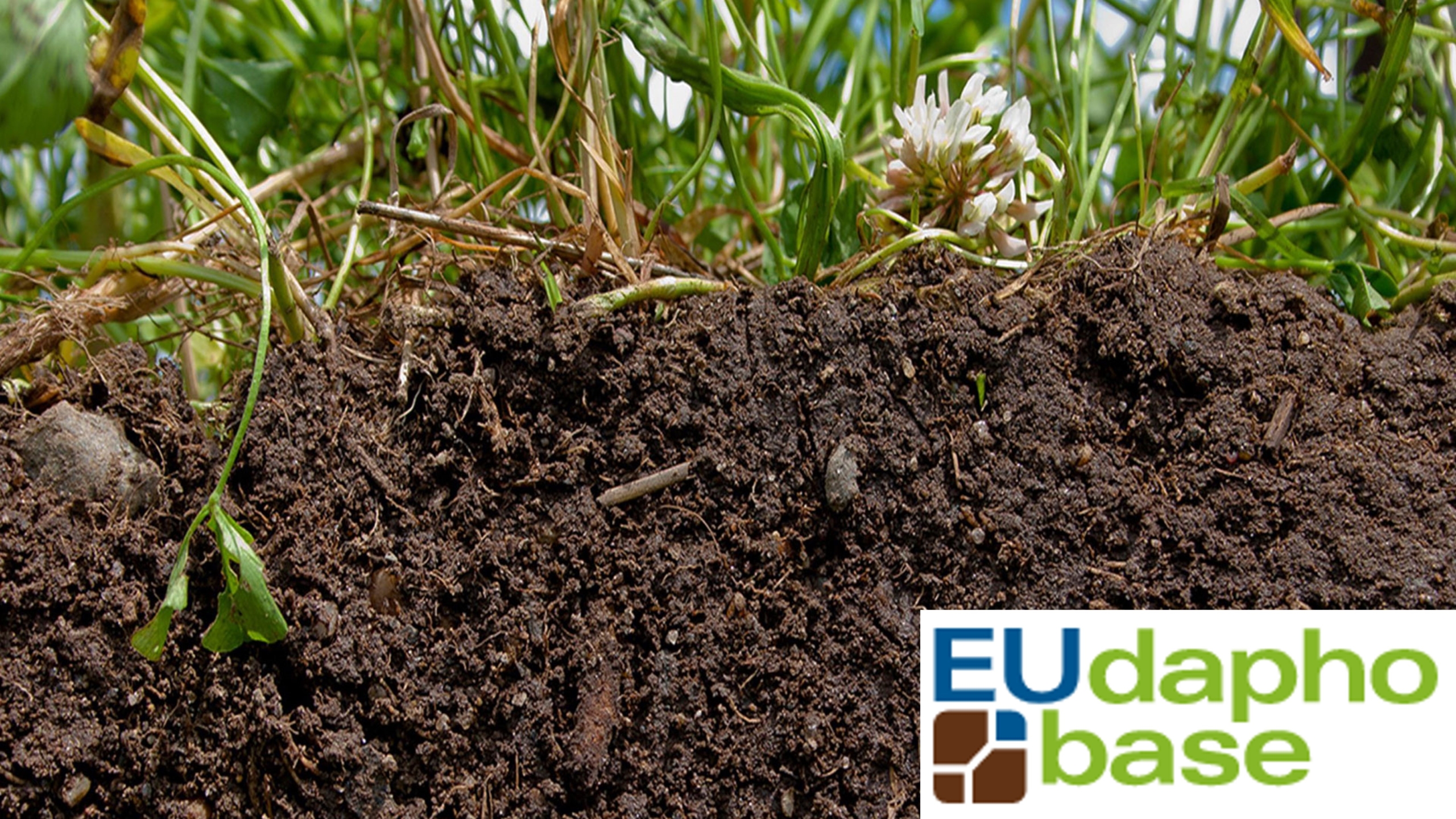 Contribute to The European Atlas of Soil Fauna - COST