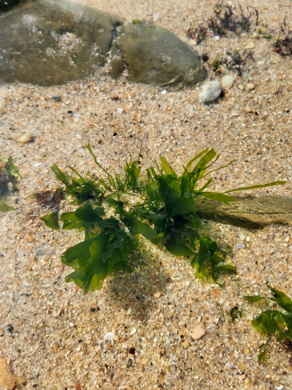 Is seaweed the future of food? COST