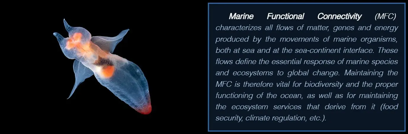 SEA-UNICORN Marine Functional Connectivity MFC