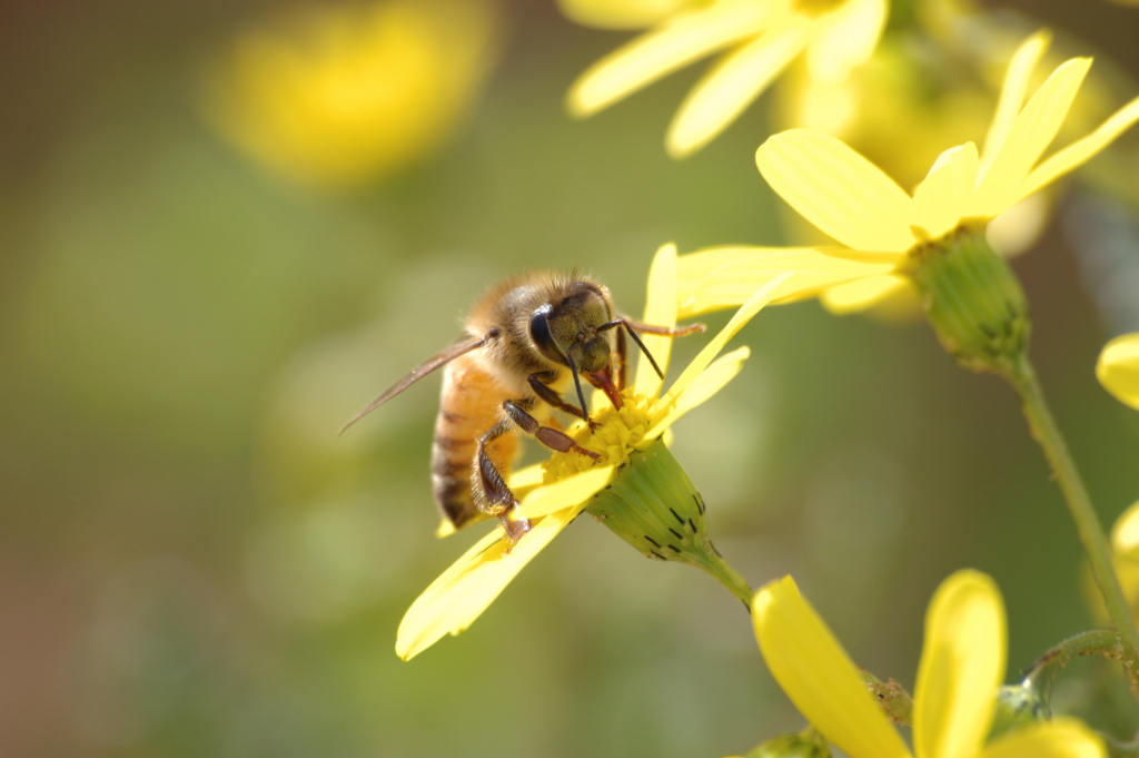 Close up photo of a bee landing on a yellow flower