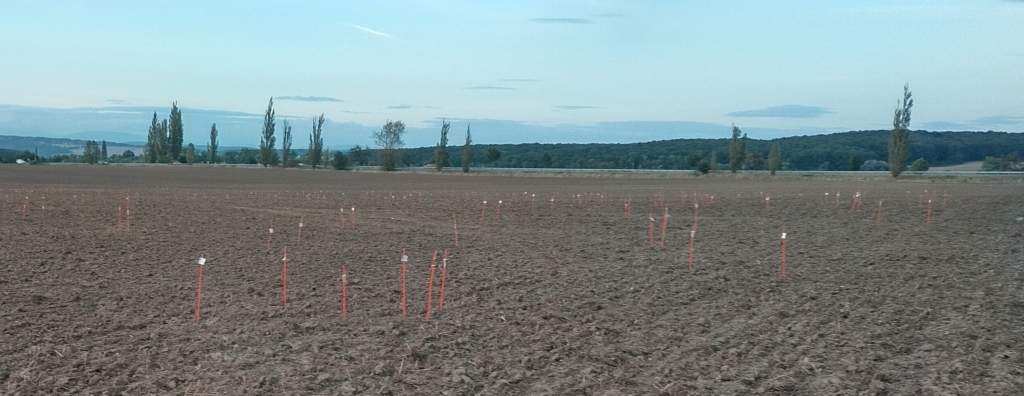 A photo of an uncultivated field with red sample stakes