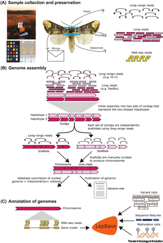 10K Lep Genomes COST Action image